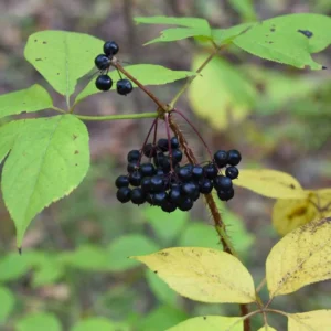 Siberian Ginseng Extract