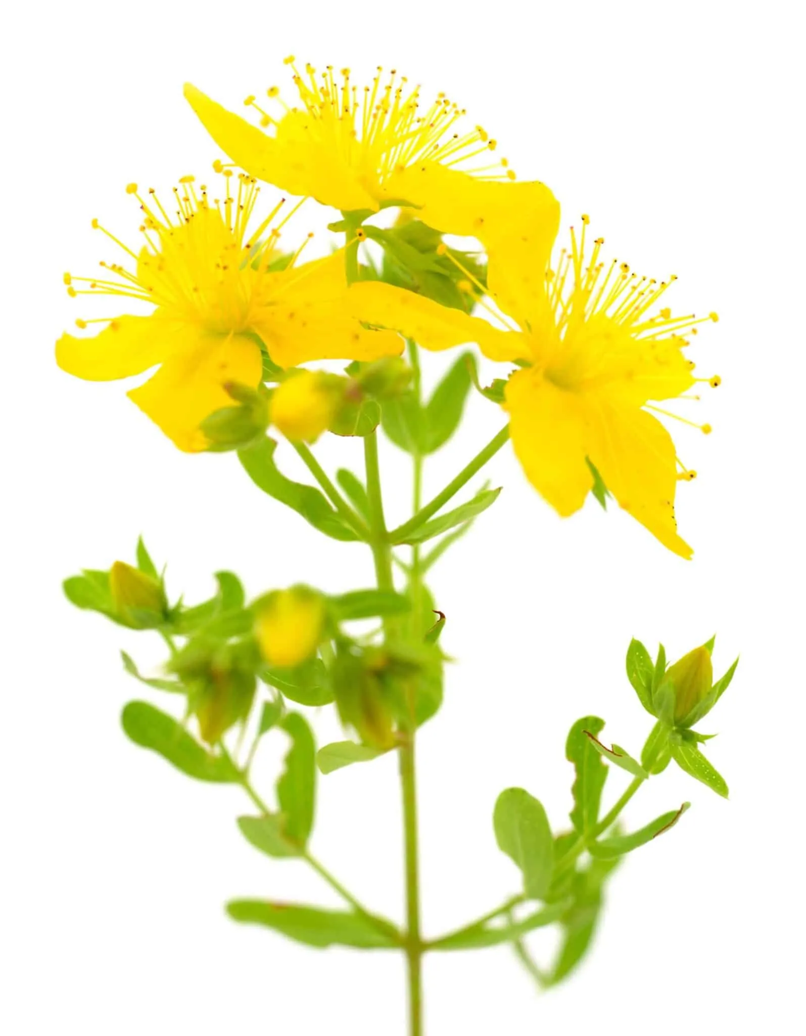 St.-Johns-Wort-Extract-Hypericum