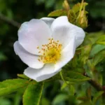 Bacopa monnieri an Amazing Ayurvedic Adaptogen