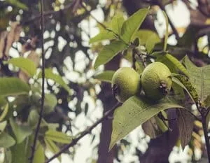 guava