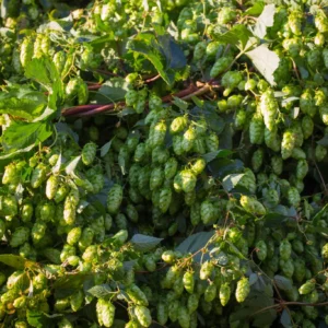 hops
