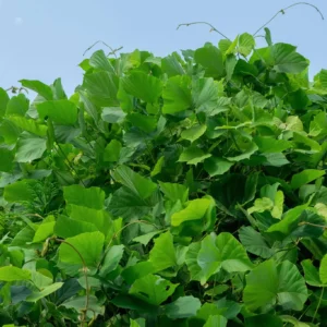kudzu
