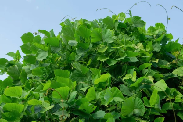 kudzu