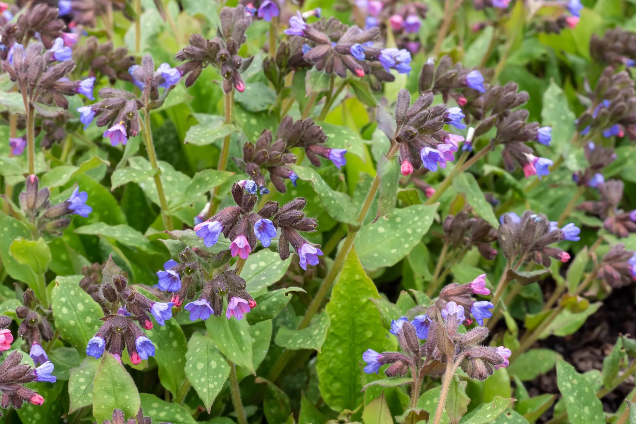 lungwort