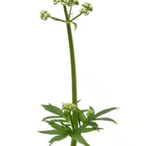 Valerian Extract (Valeriana officinalis)