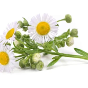 Chamomile-Extract