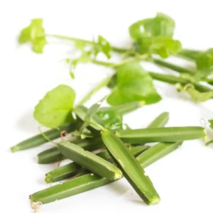 Cissus-Quadrangularis