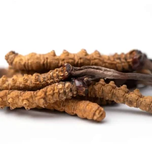 Cordyceps-Sinensis
