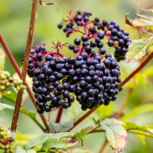 Elderberry-Extract