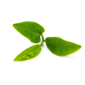 Green-Tea-Extract