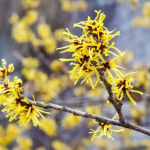 Hamamelis-Extract