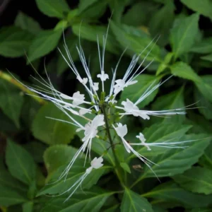 Orthosiphon Stamineus Extract