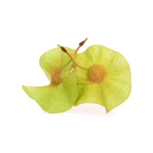 Pterocarpus Marsupium Extract