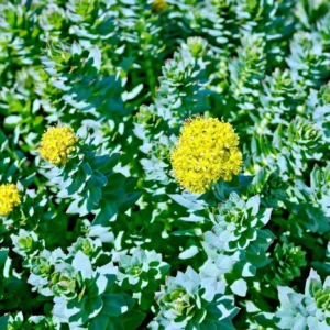 Rhodiola Crenulata Extract