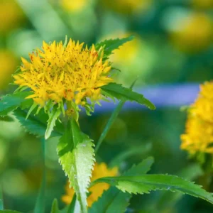 Rhodiola Root Extract