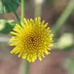 6 Dispelling Myths and Embracing Facts of Curcuma Longa Extract