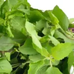 The Health Benefits of Holy Basil