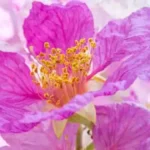 Banaba Leaves: Benefits, Uses, Side Effects, and Dosage