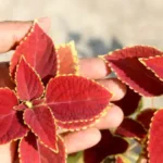 Does Forskolin Work? Uses, Risks, and Benefits