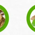 Comparing Bacopa and Ashwagandha. What herb is right for you?