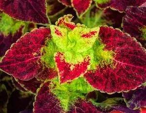 coleus