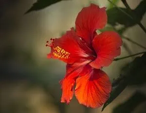 hibiscus