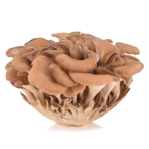 maitake-mushroom