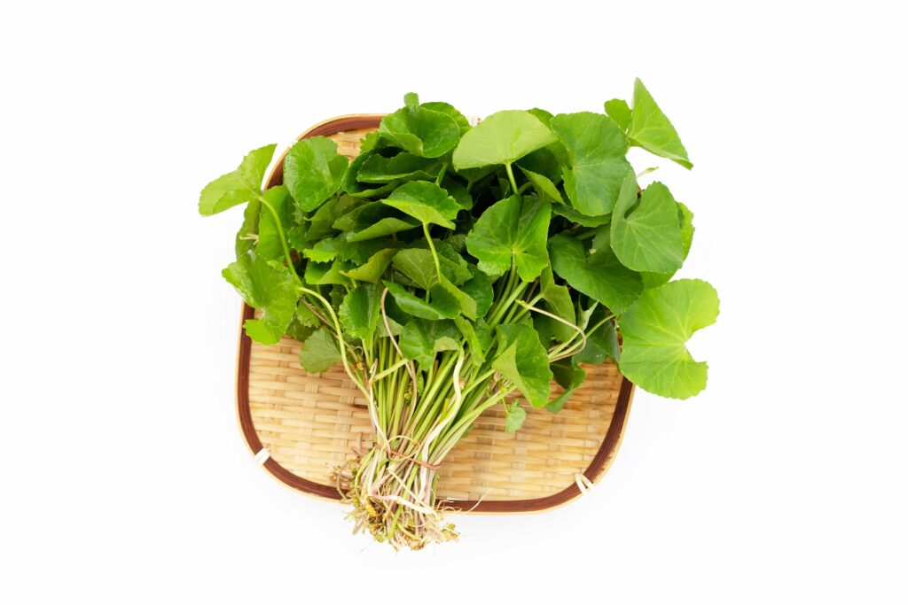 Centella asiatica extract