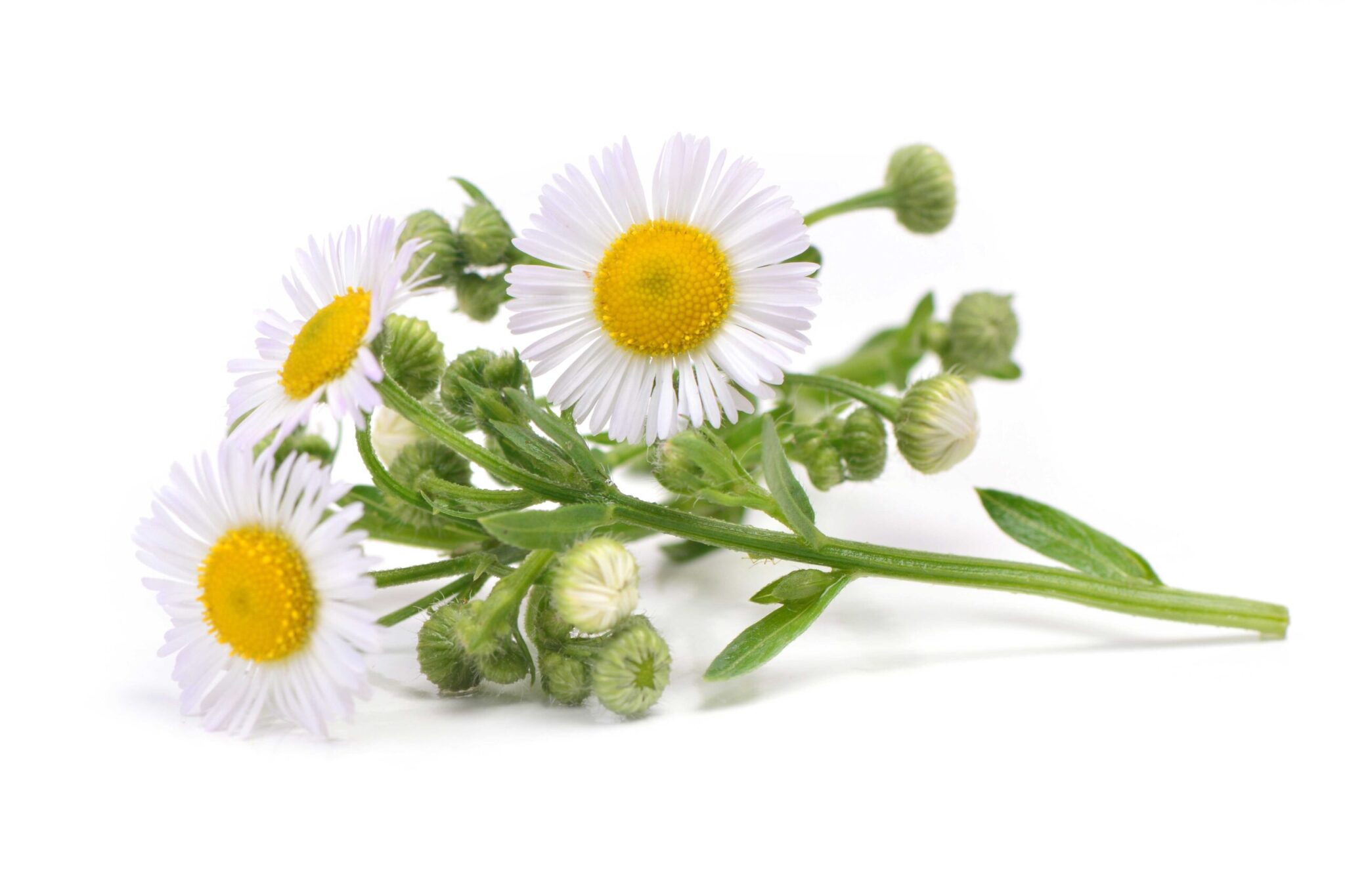 Chamomile Extract