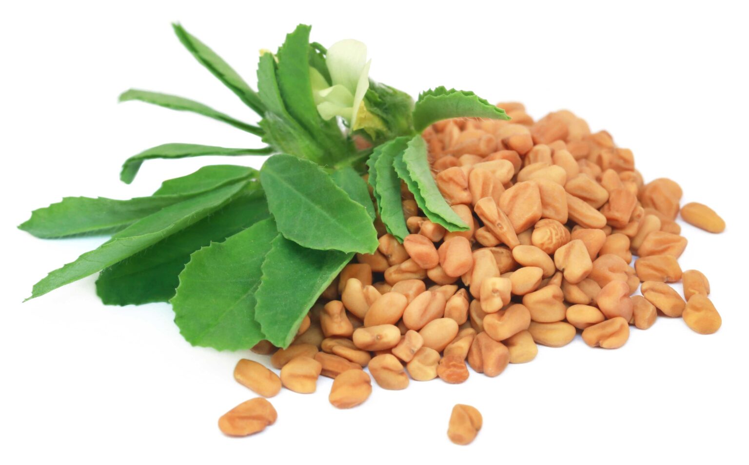 Fenugreek Oleoresin Trigonella Foenum Graecum Naturmed Scientific