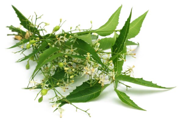 Neem Leaf Extract Azadirachta indica scaled