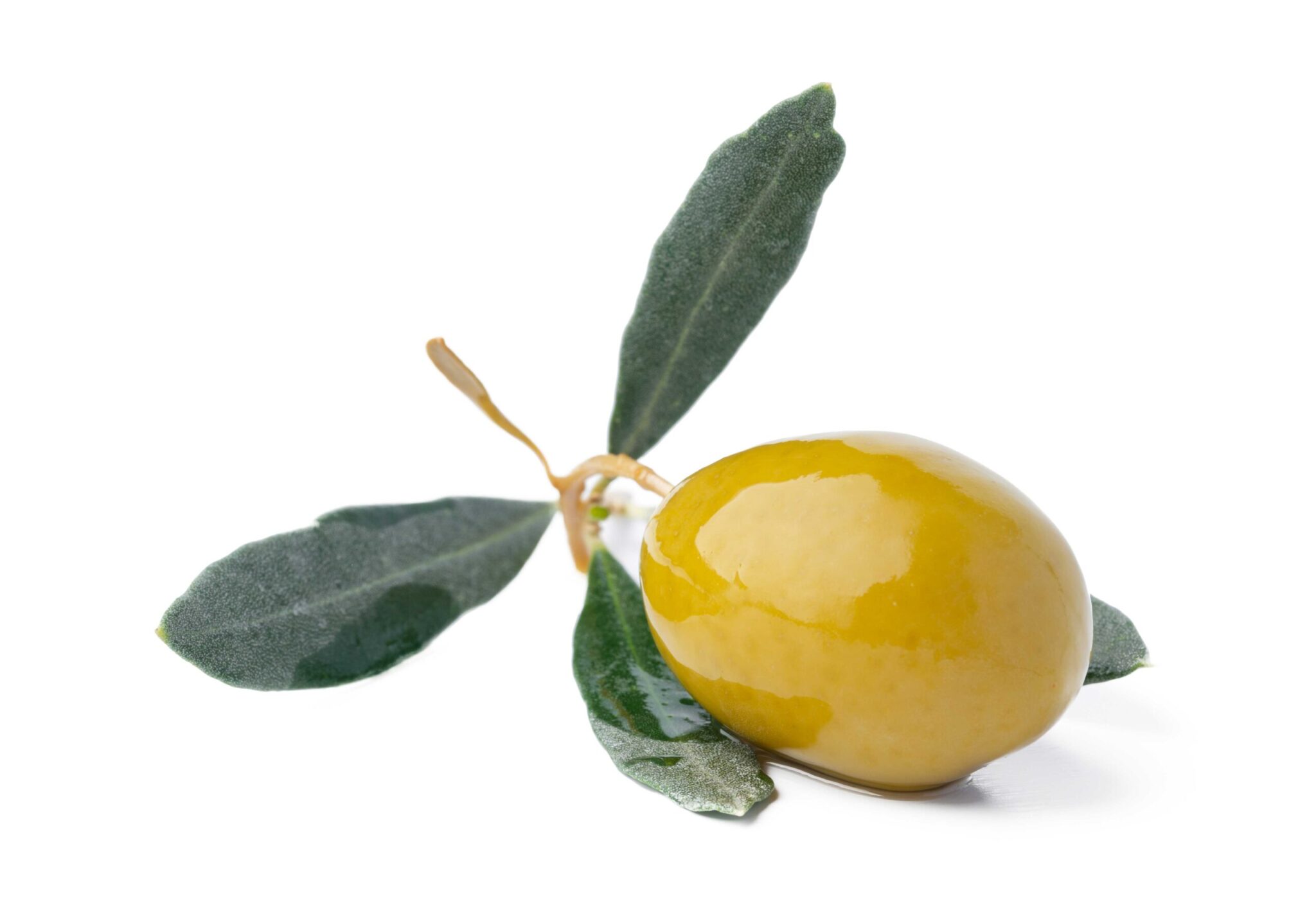 Oliv' an organic cosmetics brand with olive leaves extract made