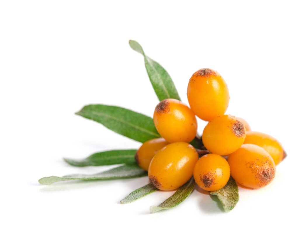 Sea Buckthorn Extract Hippophae Rhamnoides L. Supplement