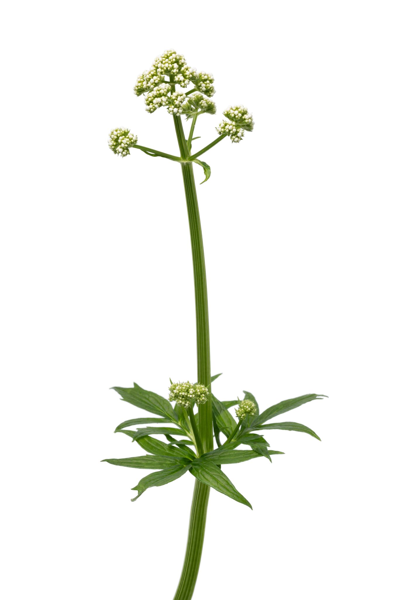 Valerian Extract Valeriana Officinalis Supplement 9752