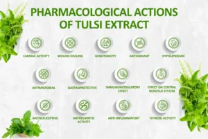 Pharmacological Actions of Tulsi Extract