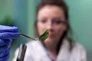 Biochemist scientist woman holding leaf sample analyzing genetically modified organic plants