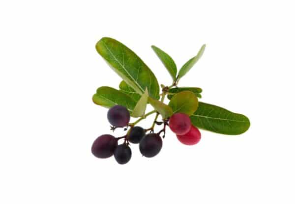 Acerola Cherry Extract Malpighia glabra L. scaled 1