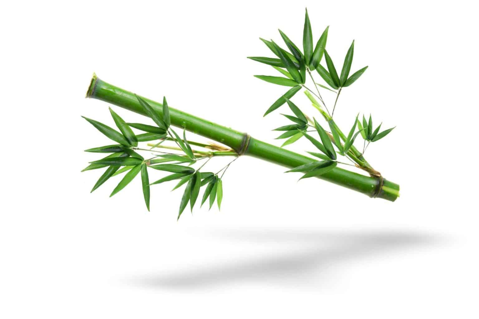 Bamboo Extract | Bambusa Arundinacea Supplement