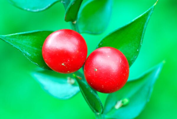 Butchers Broom Extract Ruscus aculeatus scaled 1