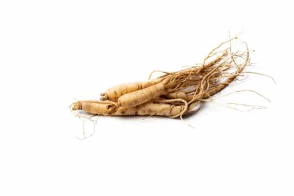 Ginseng Extract Panax ginseng scaled 1