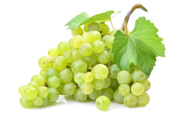 Grape Seed Extract Vitis vinifera scaled 1