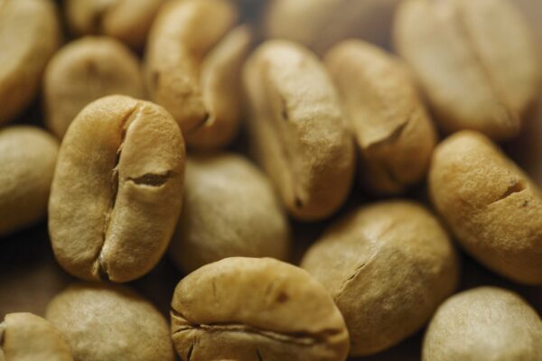 Green Coffee Extract Coffea arabica scaled 1