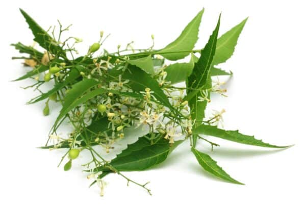 Neem Leaf Extract Azadirachta indica scaled 1