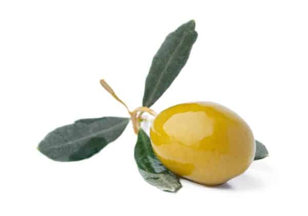 Olive Leaf Extract Olea europaea L scaled 1