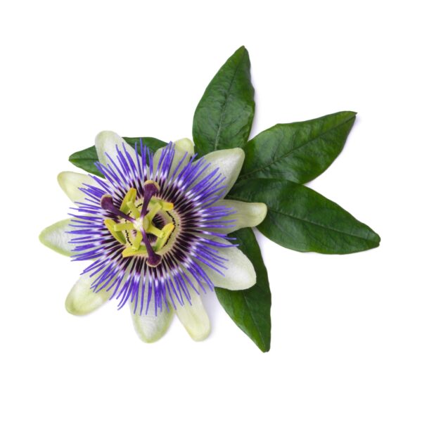 Passion Flower Extract Passiflora incarnate scaled 1