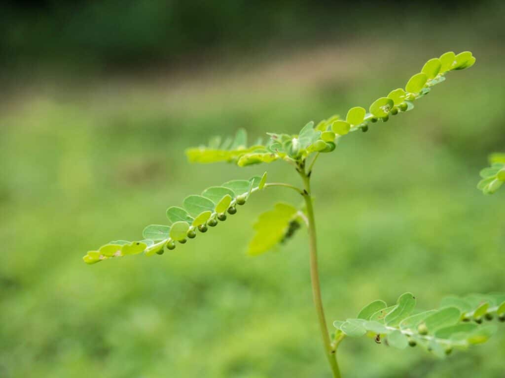 Phyllanthus Niruri Özü Takviyesi