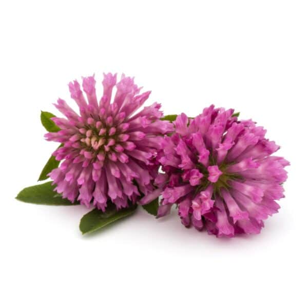 Red Clover Extract Trifolium pratense L scaled 1