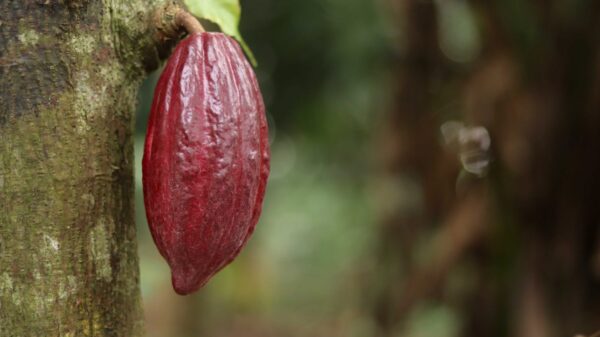 Theobroma Cacao Extract Theobroma cacao scaled 1