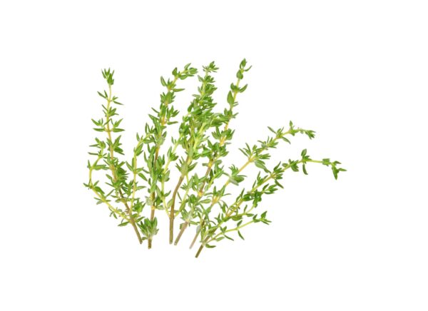 Thyme Extract Thymus vulgaris scaled 1