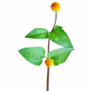Spilanthes Acmella Extract (Spilanthes oleracea)